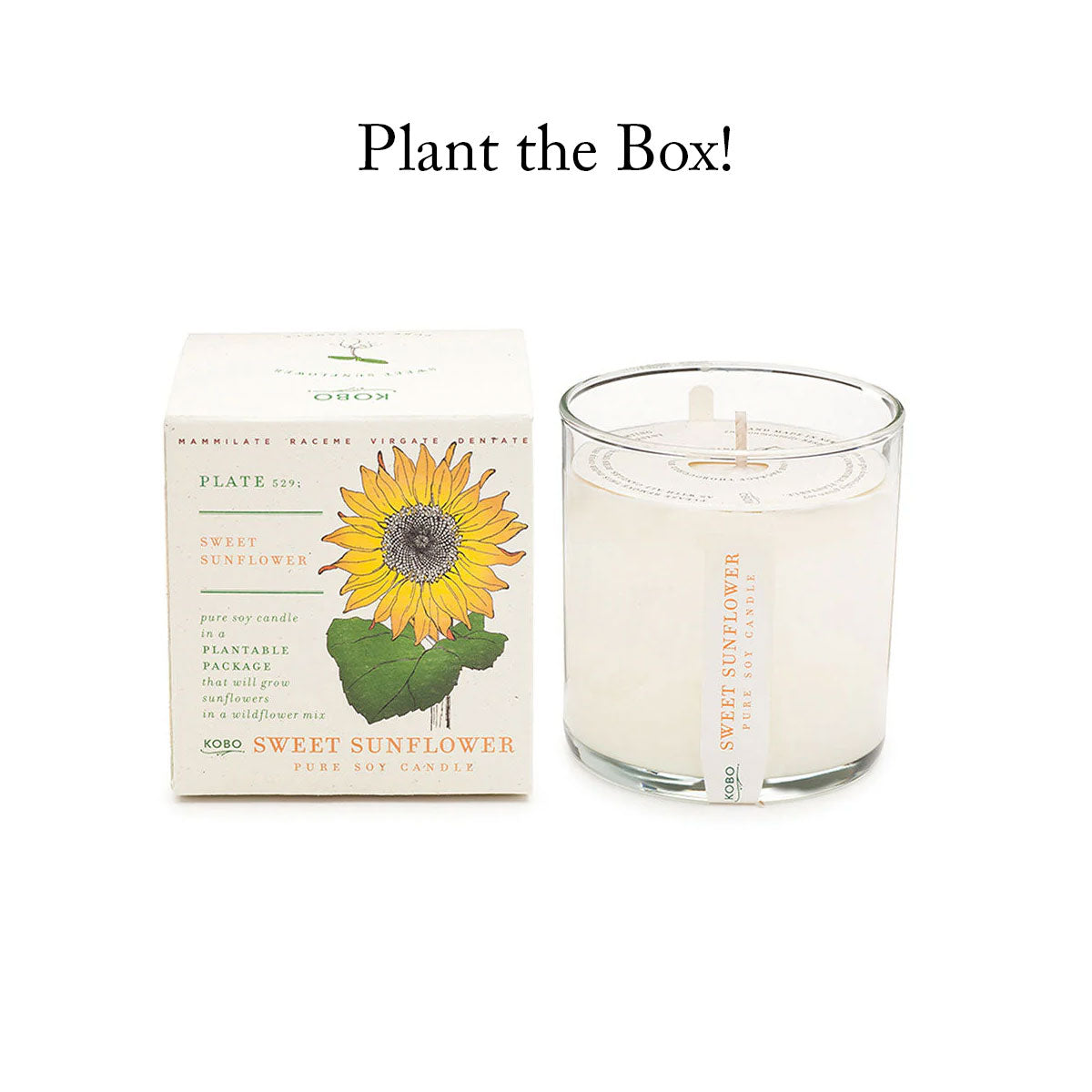 plant the box sweet sunflower candle and box on white background