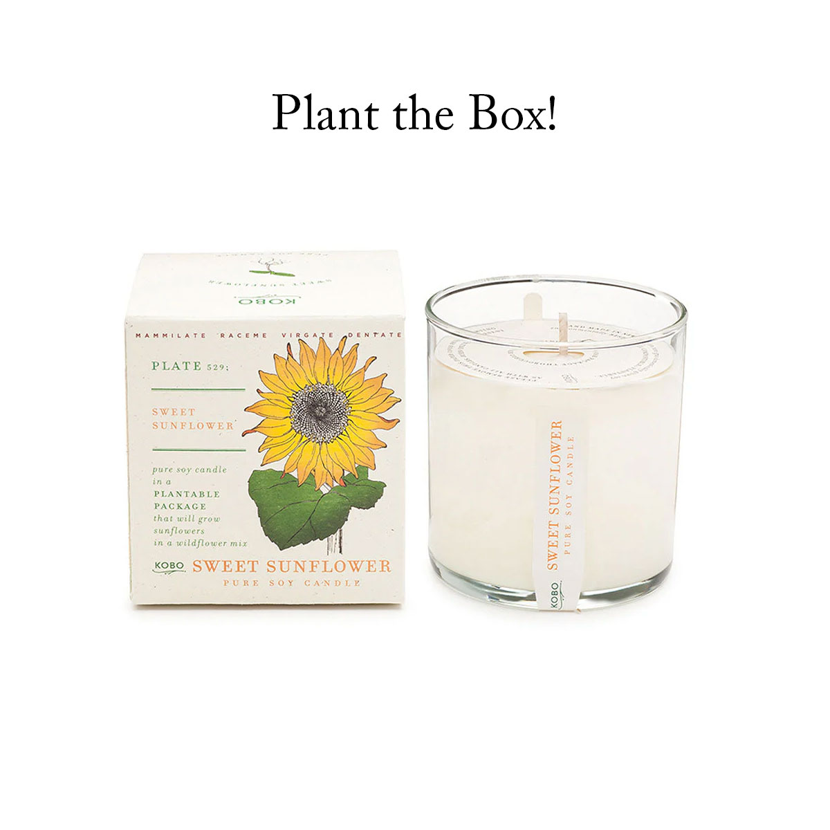 plant the box sweet sunflower candle and box on white background