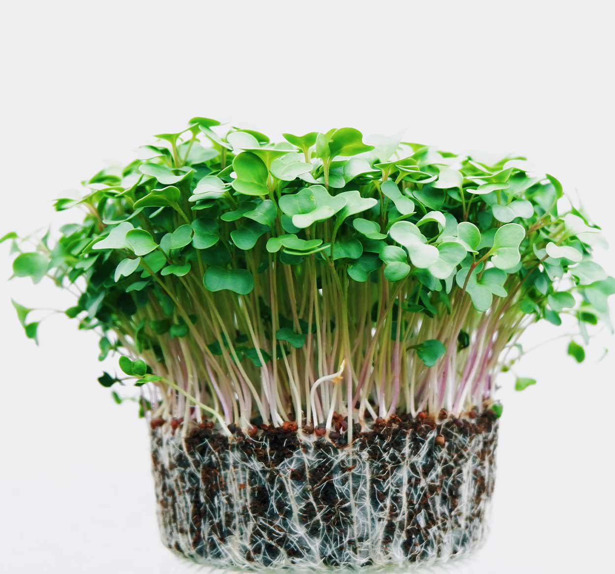 Fresh microgreens growing in a tray at home — nutritional powerhouses featured in ekuBOX garden gift boxes