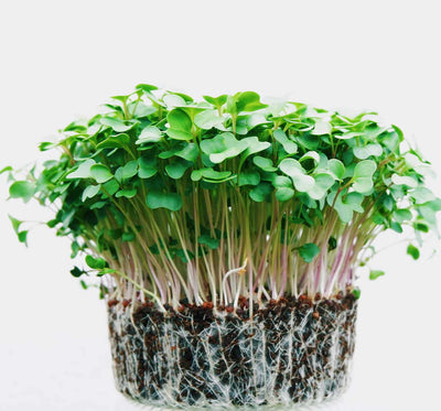 Let Your Garden Grow with Microgreens: Discover the Nutritional Powerhouses and How to Grow Them at Home with ekuBOX