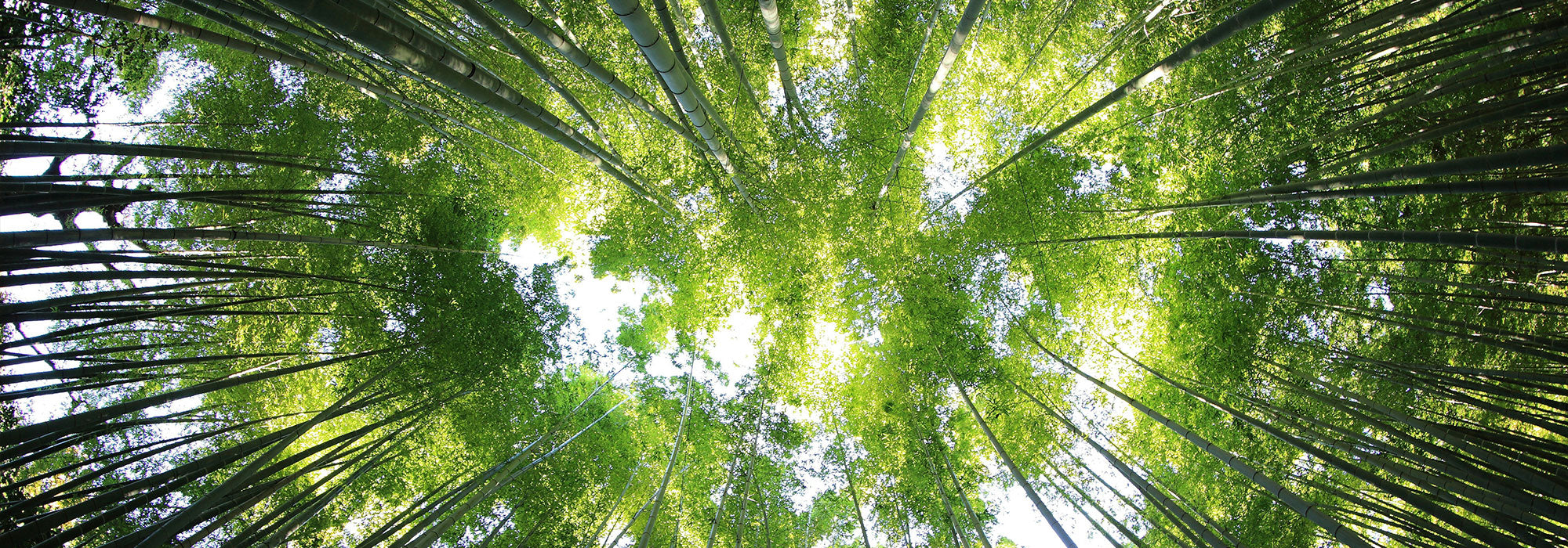 A view of the sky through a forest canopy, representing ekuBOX’s commitment to reforestation